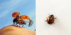 Coccinella septempunctata